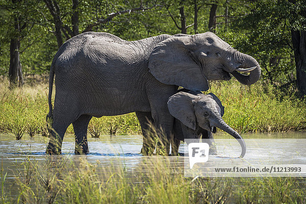 'Mother and baby elephant (Loxodonta africana) at water hole; Botswana'