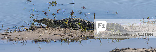Panorama eines Nilkrokodils (Crocodylus niloticus) in schlammigen Untiefen; Botswana .