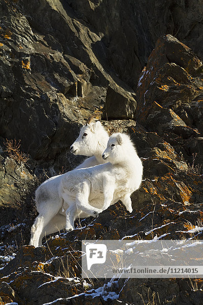 Dall sheep ewe stands with her lamb in the Windy Point area of the Chugach Mountains. Southcentral Alaska. Near Mile 106 of the Seward Highway.