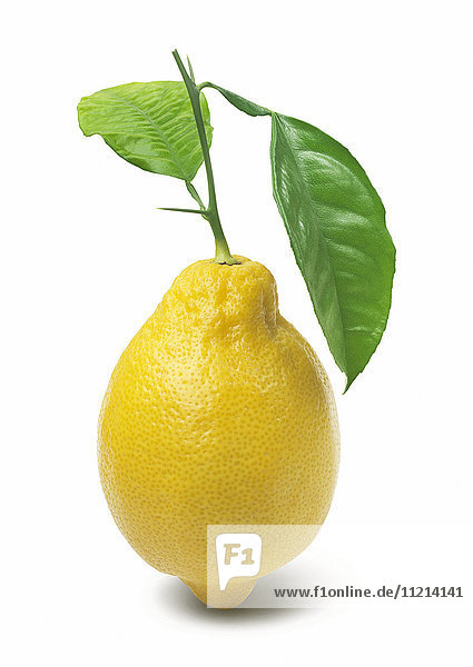 Stehende Zitrone mit einem Blatt auf weißem Hintergrund
