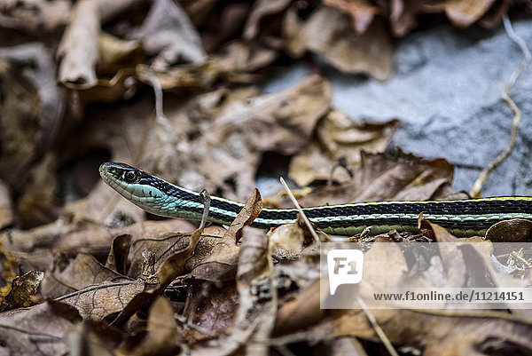 'A Garter snake poses in dry leaves; Vian  Oklahoma  United States of America'