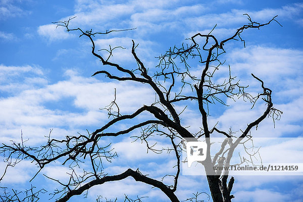 Ein toter Baum hebt sich als Silhouette vom Himmel ab; Tahlequah  Oklahoma  Vereinigte Staaten von Amerika'.