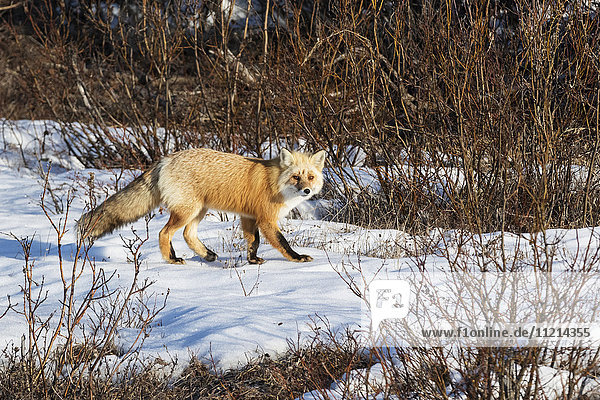 Red Fox walking near the Parks Highway in the Cantwell area  Interior Alaska  spring