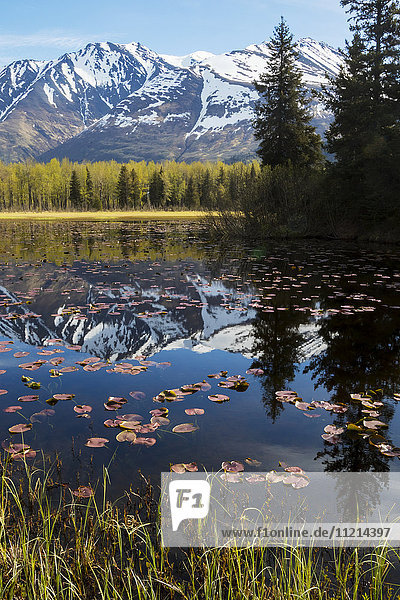 Scenic view of lily pads on a pond with the Chugach mountains in the background  Southcentral Alaska  spring