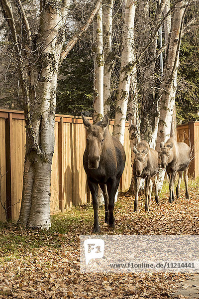 'A moose (alces alces) cow and twin calves walk down the leaf covered sidewalk in West Anchorage  South-central Alaska in autumn; Anchorage  Alaska  United States of America'