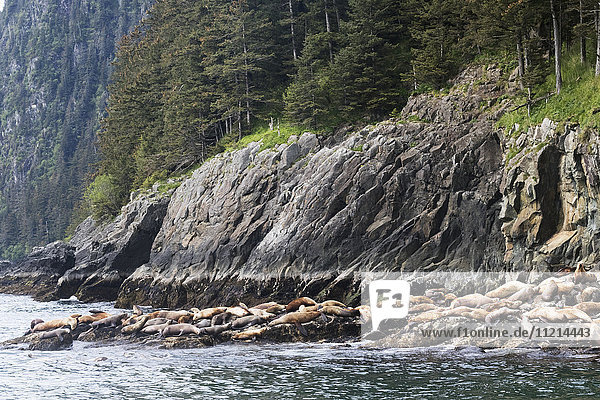 'Sea lions outside Valdez and near the Columbia Glacier; Alaska  United States of America'