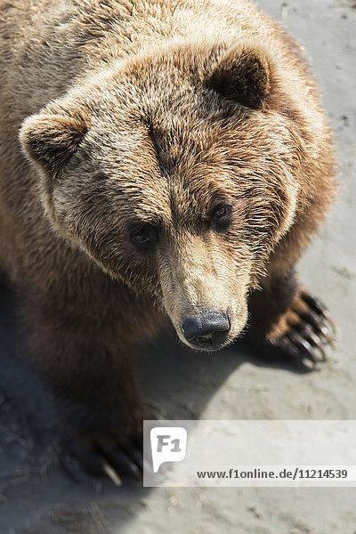 'Brown bear (ursus arctos) looks up at photographer captive at the Alaska Wildlife Conservation Centre; Portage Alaska United States of America'