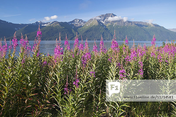 Scenic landscape of Fireweed with the Kenai Mountains and Turnagain Arm in the background  Southcentral Alaska  summer
