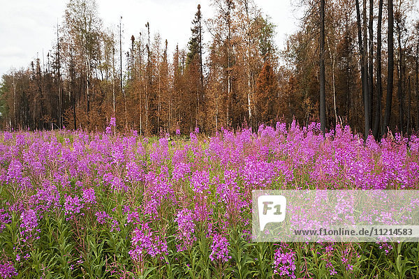 'Fireweed (Chamerion angustifolium) and burned out trees from the 2015 Sockeye Fire near Willow  Alaska  next to Parks Highway; Alaska  United States of America '