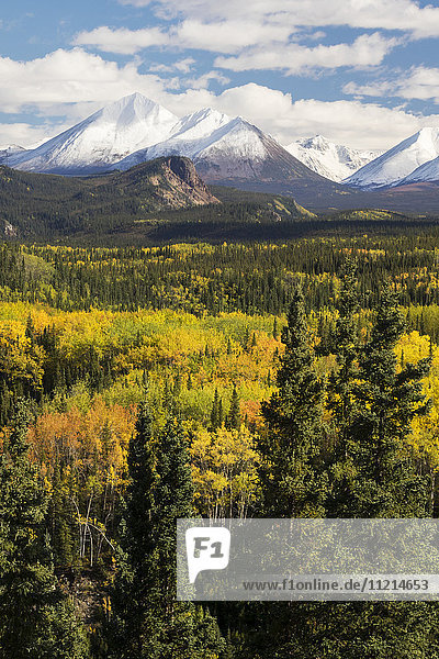 Scenic autumn view of the snow capped Alaska range and fall colors  Denali National Park  Interior Alaska  USA