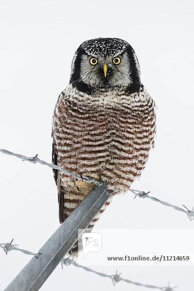 Northern Hawk-owl perched on barbed wire in the winter  Anchorage  Southcentral Alaska  USA