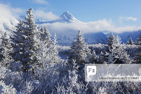 Winter scenic of Bard Peak and frosty trees in Portage Valley  Southcentral Alaska  USA