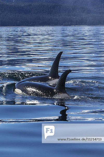 Orca-Wale (Orcinus orca) an der Oberfläche bei Juneau  Lynn Canal  Chilkat Mountains  Inside Passage; Alaska  Vereinigte Staaten von Amerika'.