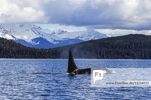 Ein Orca-Wal (Orcinus orca) taucht in der Nähe von Juneau im Lynn Canal  Inside Passage  Alaska  Vereinigte Staaten von Amerika  auf'.