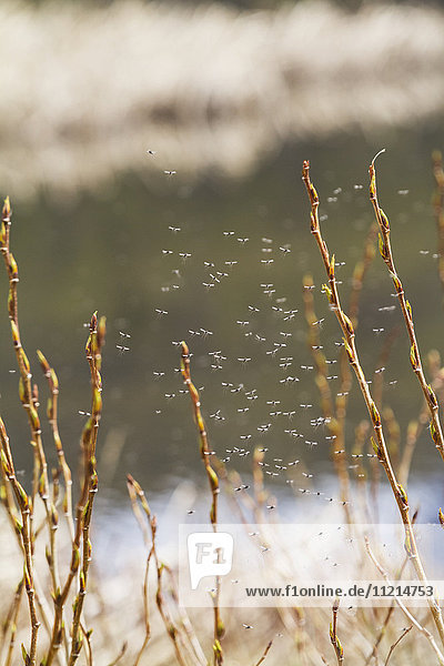 'A hoard of mosquitos swarm around the edge of Potter Marsh  near Anchorage; Alaska  United States of America'