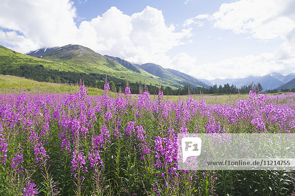 'Fireweed (Chamerion angustifolium) blooms in Turnagain Pass in summertime  South-central Alaska; Alaska  United States of America'