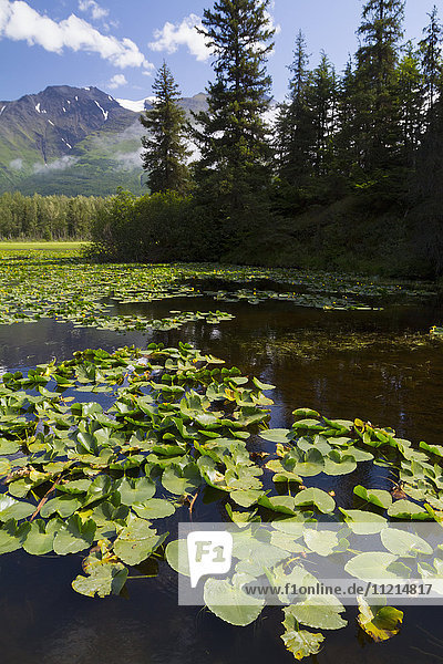 Ein kleiner See voller Seerosenblätter bei Meile 14 7 des Seward Highway  Sommerzeit in Süd-Zentral-Alaska; Alaska  Vereinigte Staaten von Amerika'.