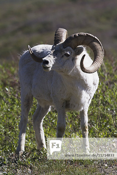 'Dall ram sheep (ovis dalli) browses on vegetation in the Polychrome hills area of the Park  Denali National Park and Preserve  interior Alaska in summertime; Alaska  United States of America'