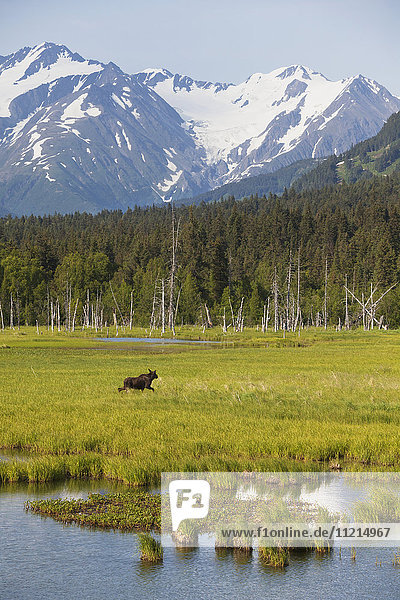 'A young bull moose (alces alces) runs across a meadow near the Girdwood turn-off of the Seward highway  south-central Alaska in summertime; Alaska  United States of America'
