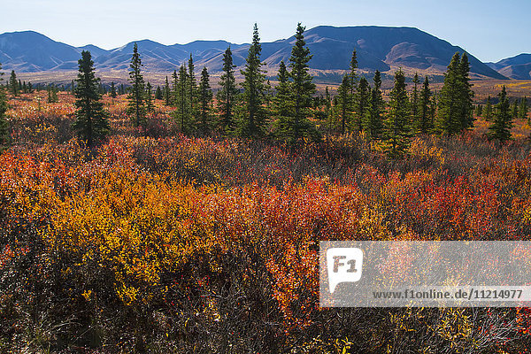 'Autumn colors in Denali National Park and Preserve  interior Alaska in autumn; Alaska  United States of America'