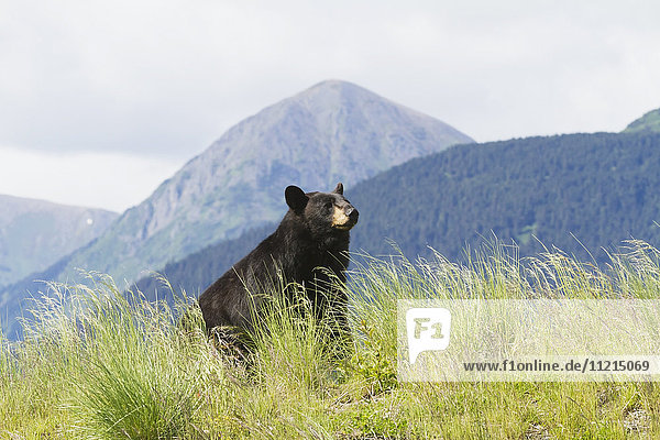 Schwarzbär (Ursus americanus) in Gefangenschaft im Alaska Wildlife Conservation Center; Portage  Alaska  Vereinigte Staaten von Amerika'.