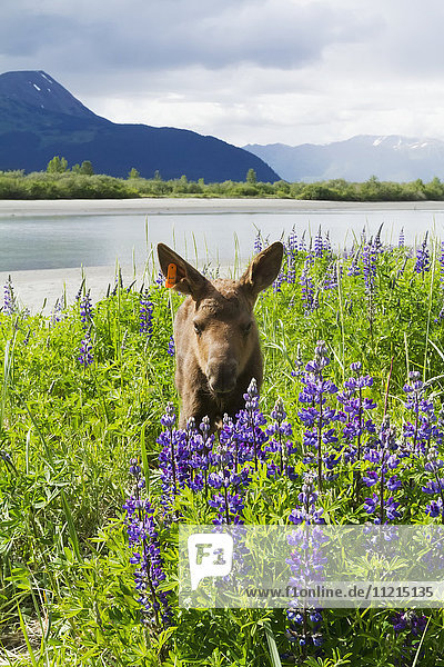 'Captive Moose (alces alces) calf in a field of Lupine at the Alaska Wildlife Conservation Center; Portage  Alaska  United States of America'