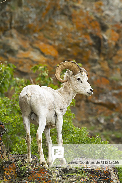 'Dall sheep (ovis dalli) ram in Chugach Mountains near the Seward Highway in the Windy Point area Mile 107 Seward Highway  South-central Alaska; Alaska  United States of America'