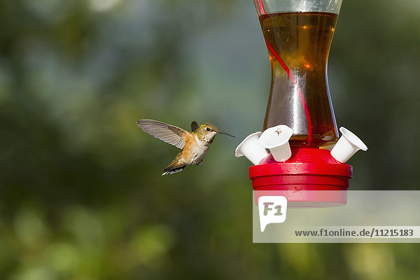 'A Rufous hummingbird (Selasphorus rufus) approaches a feeder in the summertime  South-central Alaska; Alaska  United States of America'