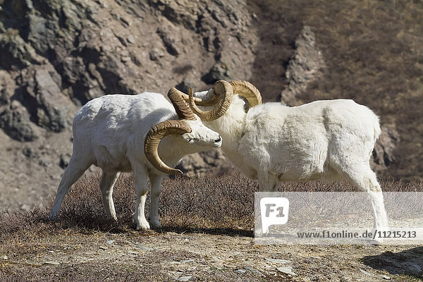 'Dall sheep (ovis dalli) rams sparring in South-central Alaska  Chugach Mountains near the Seward Highway; Alaska  United States of America'