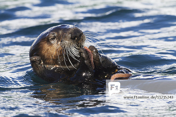 'Sea otter (Enhydra lutris) floating in water holding a starfish; Whittier  Alaska  United States of America'
