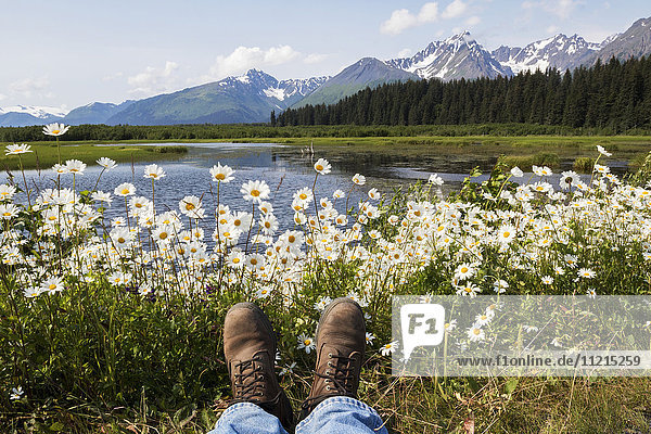'Wild daisies colour the roadside near Mile 1 of Nash Road near Seward in south-central Alaska. This marsh is home to many nesting birds such as Trumpeter swans and ducks. The photographer positions his boots to show in the photo; Alaska United States of America'