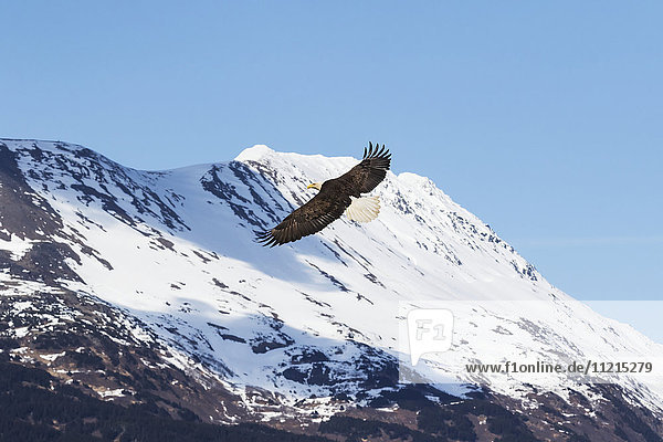 'An adult Bald eagle (Haliaeetus leucocephalus) spreads it's wings and flies next to snow covered mountains in the Portage Valley of South-central Alaska; Alaska  United States of America'