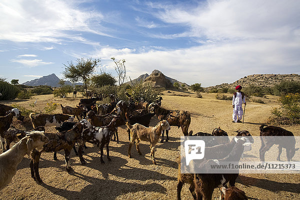 Nomadic Rabari shepherd wearing coiled turban and traditional dress with herd of goats