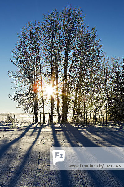 'Silhouette of a row of trees in a snow covered field with sun burst and blue sky; Alberta  Canada'