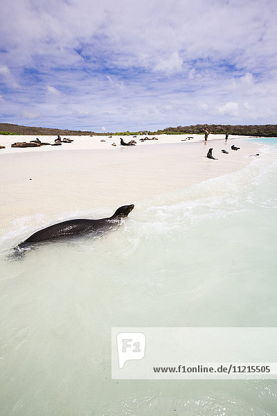 Seelöwe schwimmt im weißen Sandstrand von Bahia Gardener  Galapagos