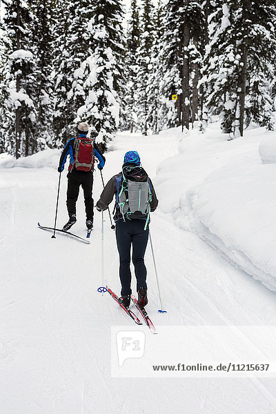 'Male and female cross country skiers along groomed trail with snow covered trees; Lake Louise Alberta Canada'