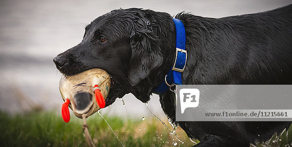 'Wet black dog with a blue collar holding a toy in it's mouth; Saskatchewan  Canada'
