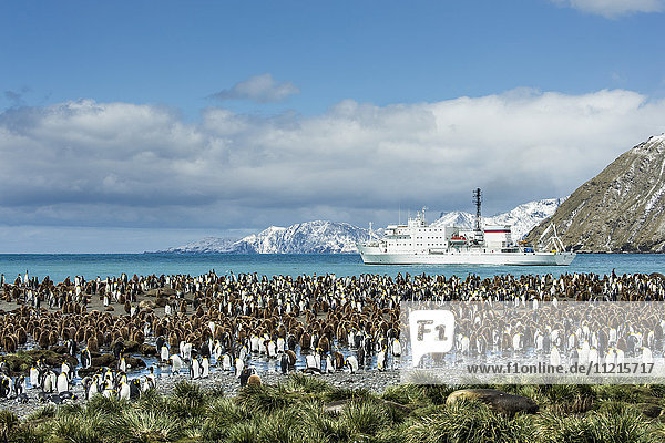 Kolonie von Königspinguinen (Aptenodytes patagonicus) am Ufer mit einem Kreuzfahrtschiff im Wasser; Antarktis'.