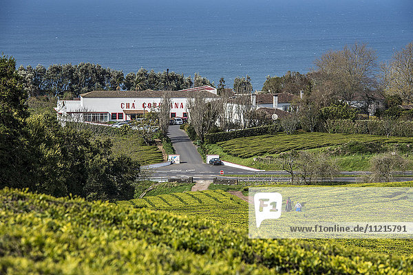 Die Teeplantage Gorreana auf den Azoren ist der einzige Ort in Europa  an dem Tee angebaut wird; Sao Miguel  Azoren  Portugal .