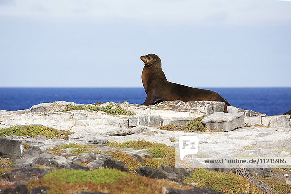 Sea lion on rocky promontory above blue sea bay