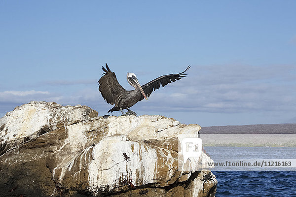 Pelican landing on rock promontory of islet in Galapagos