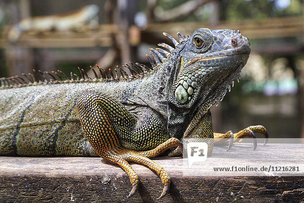 'Green Iguana (Iguana Iguana)  Green Iguana Project; San Ignacio  Belize'