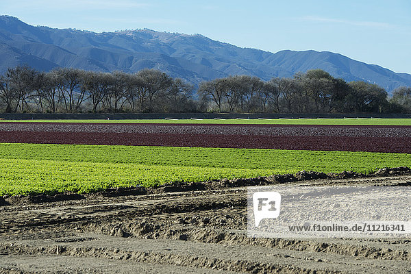 Frühlingssalat im Feld; Gonzales  Kalifornien  Vereinigte Staaten von Amerika'.