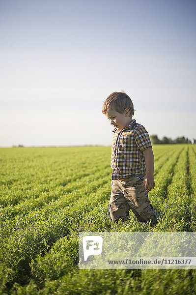 'Young boy standing in a farm field in summertime; Saskatchewan  Canada'