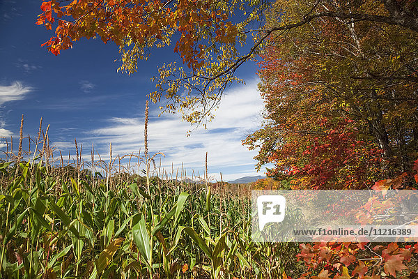 Mais auf einem Feld und herbstlich gefärbte Blätter; Stowe,  Vermont,  Vereinigte Staaten von Amerika'.