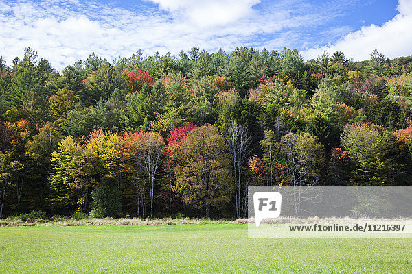 Bunte Bäume im Herbst; Woodstock  Vermont  Vereinigte Staaten von Amerika'.