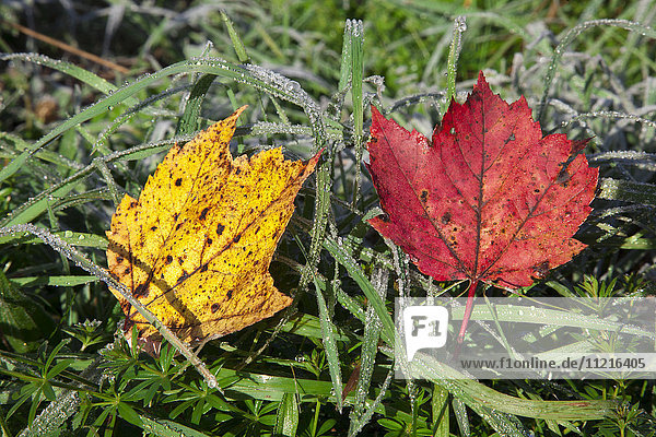 Nahaufnahme von herbstlich gefärbten Blättern auf dem frostigen Gras; Waterbury  Vermont  Vereinigte Staaten von Amerika'.