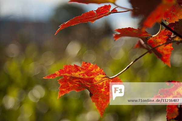Nahaufnahme von herbstlich gefärbten  leuchtend roten Blättern; Stowe  Vermont  Vereinigte Staaten von Amerika'.