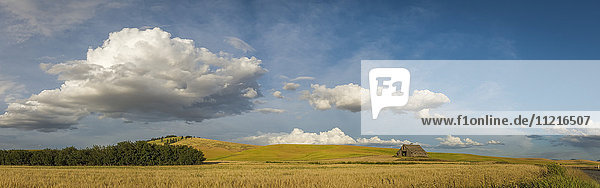 'Golden wheat fields on rolling hills with a wooden barn in a field under blue sky and cloud; Palouse  Washington  United States of America'