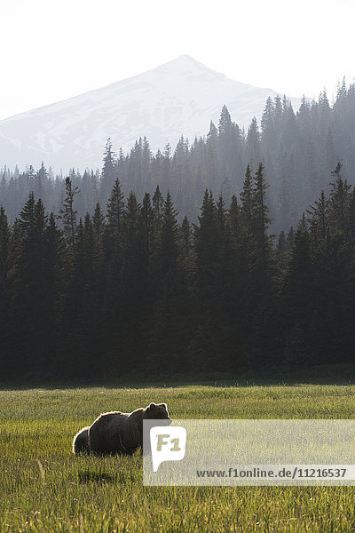 Alaskanischer Küstenbär (ursus arctos) auf einer Graswiese mit Wald und Berg im Hintergrund  Lake Clark National Park; Alaska  Vereinigte Staaten von Amerika'.